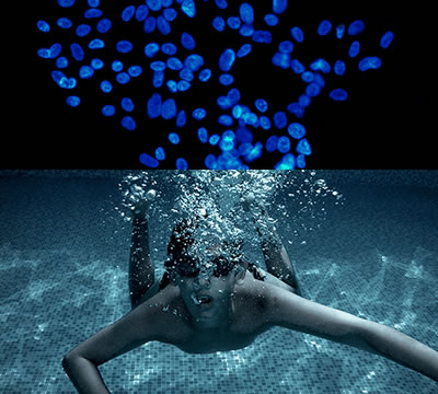 GB 4789.43-2016酶制劑抗菌活性測(cè)試用菌-C3